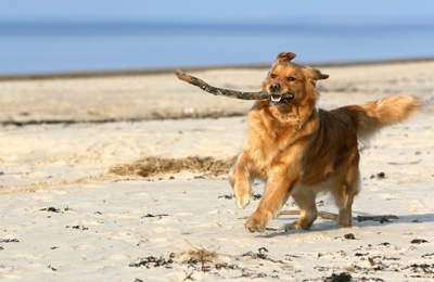 Travelling with your pet